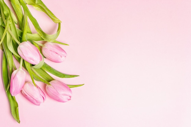 Bouquet of gentle pink tulips on pastel rosy color background.