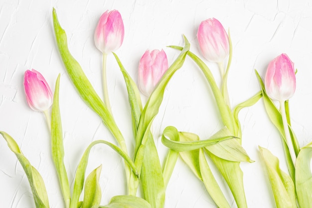 Bouquet of gentle pink tulips on white plaster background