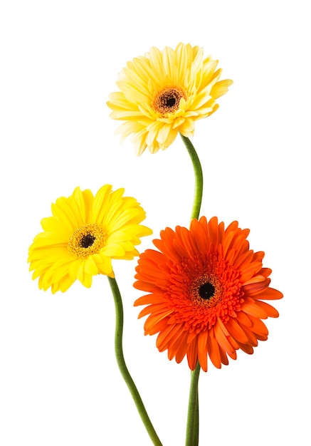 bouquet of gerberas on a white background