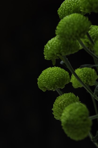 黒の背景に緑の菊の花束