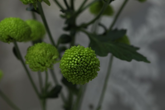 灰色の背景の窓とカーテンに緑の菊の花束