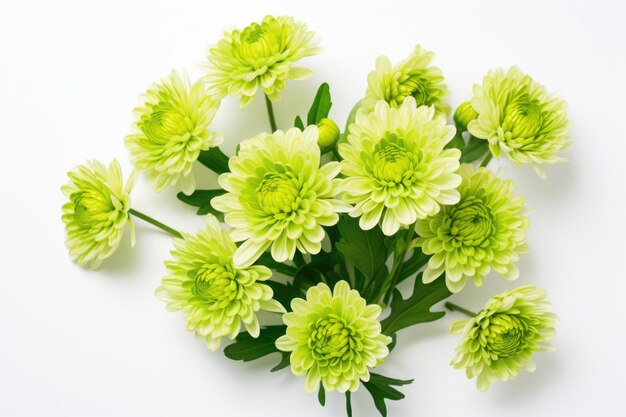 Photo bouquet of green chrysanthemums shungiku on a white background