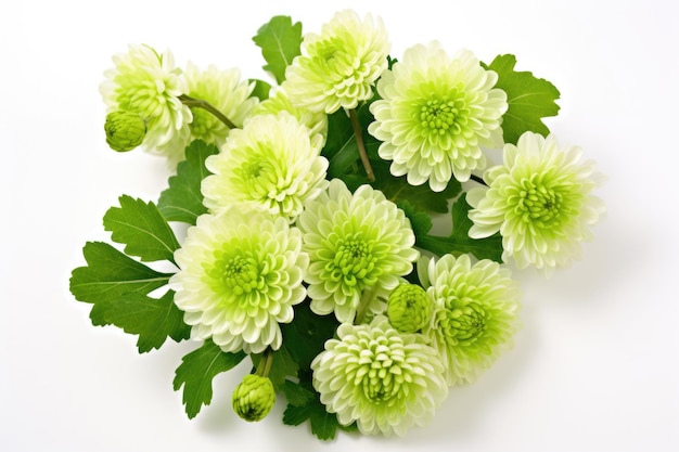 Photo bouquet of green chrysanthemums shungiku on a white background