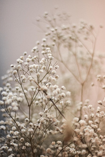 bouquet of Gypsophila