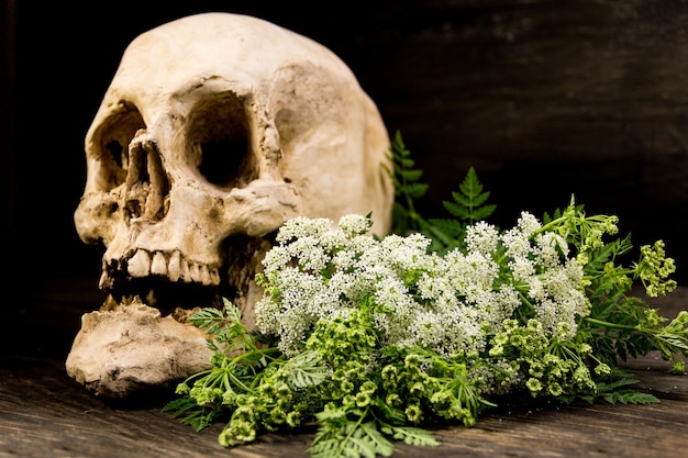 Foto un bouquet di fiori di cicuta con un concetto di morte per avvelenamento del cranio umano