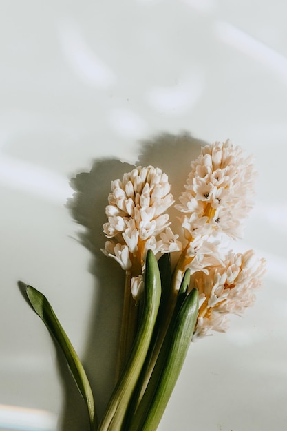 bouquet of hyacinths on a white table with shadows top view