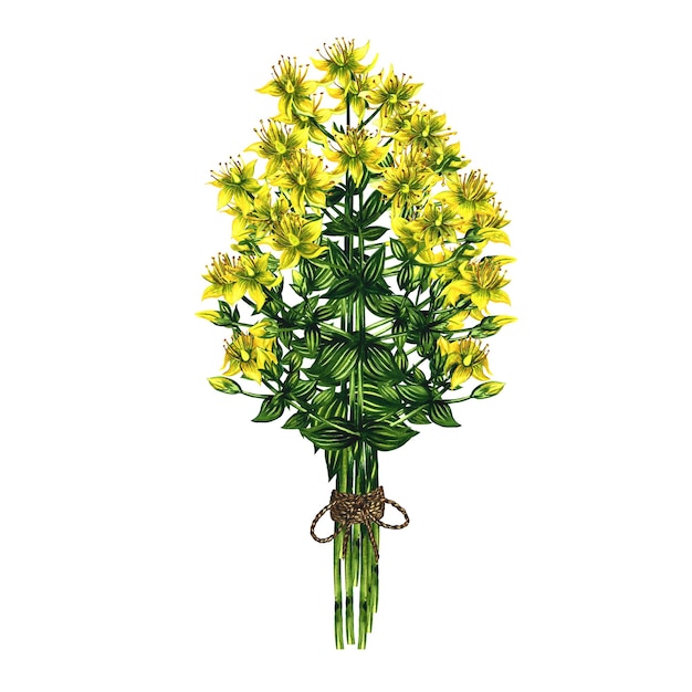 Bouquet of Hypericum officinalis Tied with canvas rope Watercolor hand drawn illustration