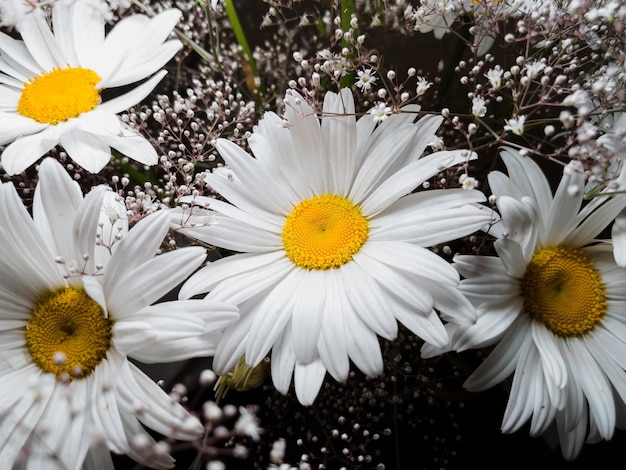 Bouquet of large flowers chamomile on a dark background