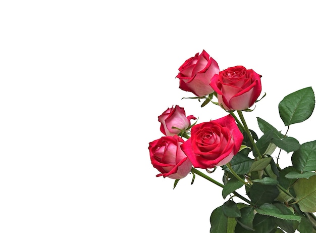 白い背景で隔離の大きな赤いバラの花の花束デザイン要素
