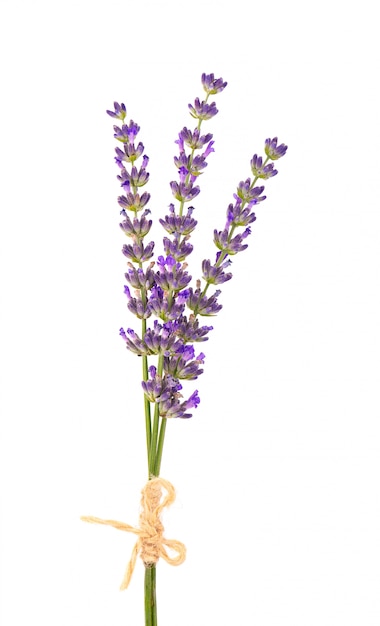 Photo bouquet of lavender isolated