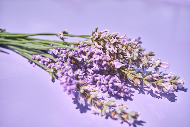 Foto bouquet di lavanda su sfondo viola