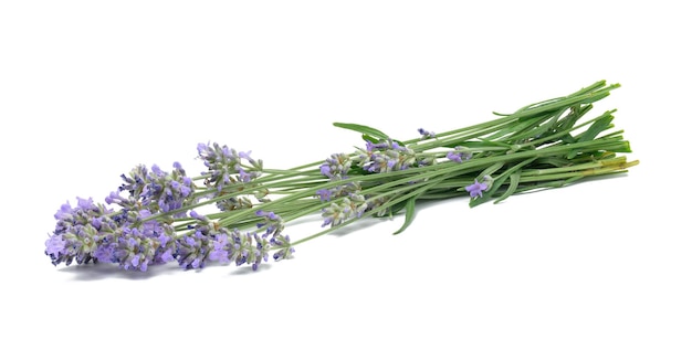 Bouquet of lavender on white background