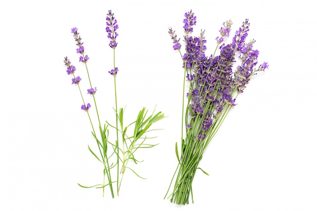 Photo bouquet of lavender on a white isolated surface. medicinal plants.