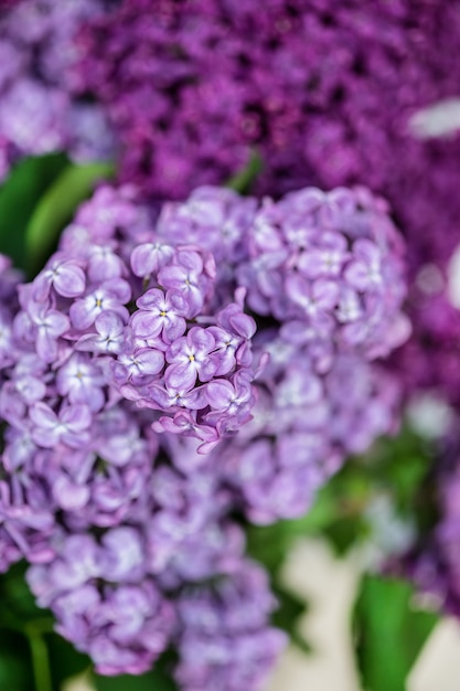 A bouquet of lilac close-up