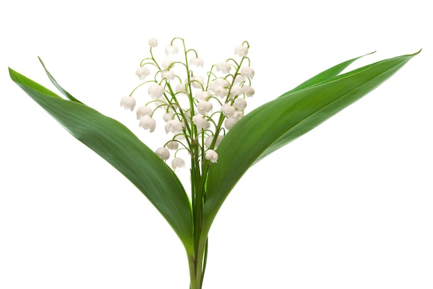 Bouquet of lily of the valley