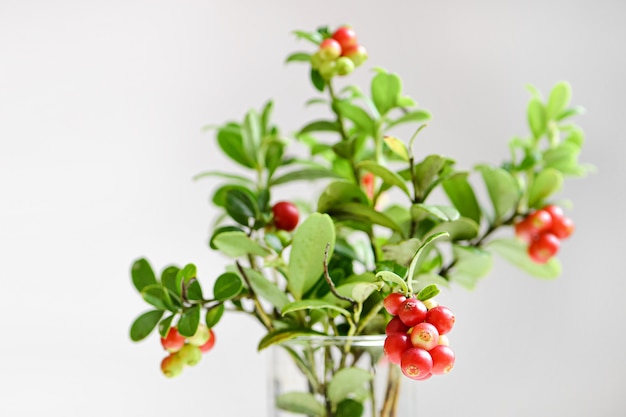 Bouquet of lingonberry with red fruits on white