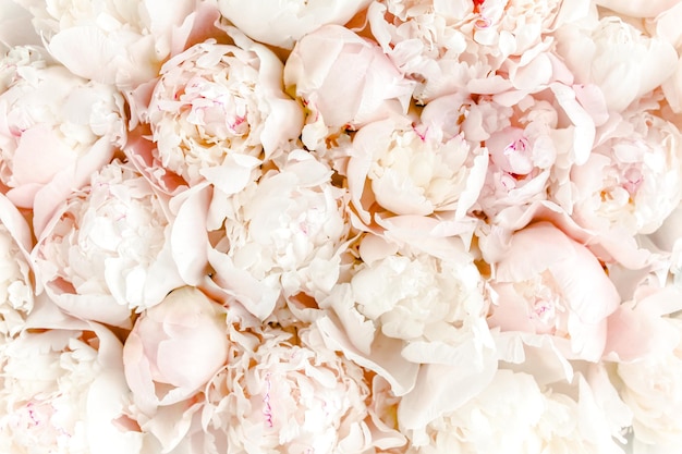 Bouquet of a lot of peonies of pink color close up flat lay top view peony flower texture