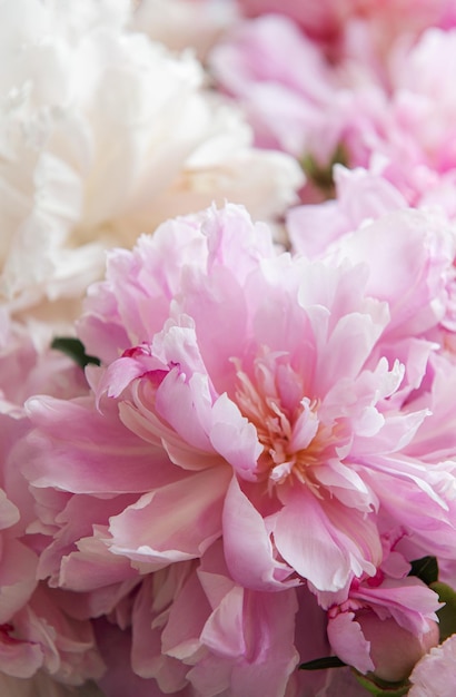 Mazzo di molte peonie della fine rosa di colore su