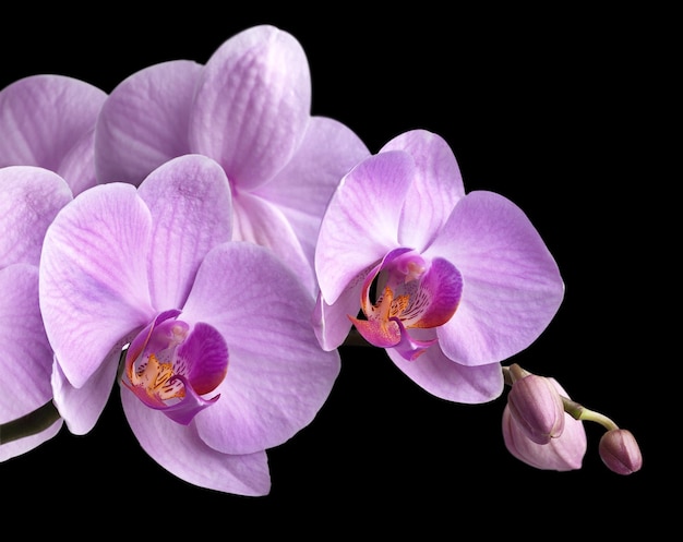 Bouquet of magenta orchids