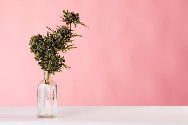 A bouquet of marijuana in a vase on a pink background