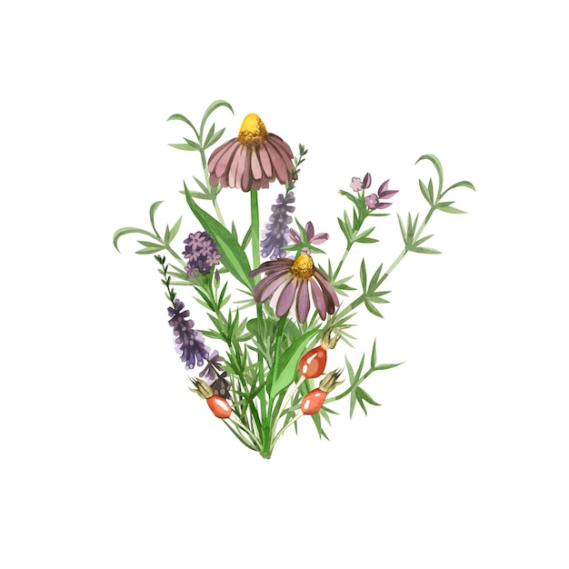 A bouquet of meadow herbs painted in watercolor echinacea heather greenery rosehip hand drawn in