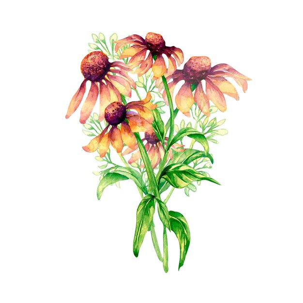 Bouquet of meadow purple flowers coneflower watercolor illustration on white background