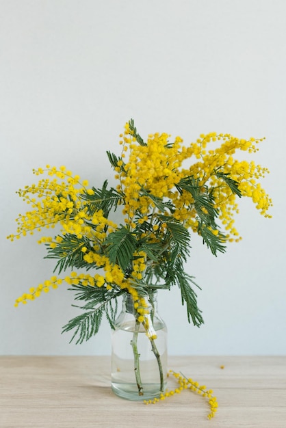 A bouquet of mimosa in a vase on a blue wall background Yellow spring flowers March 8
