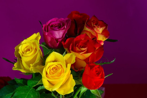 Букет разноцветных роз на фиолетовом фоне.