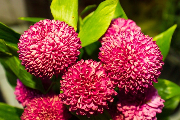 Photo bouquet of nice colorful flowers in the garden