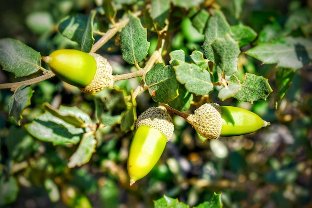 Bouquet of oak acorns.