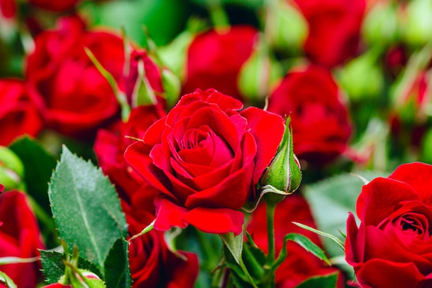 写真 美しい赤いバラの花束。セレクティブフォーカス。