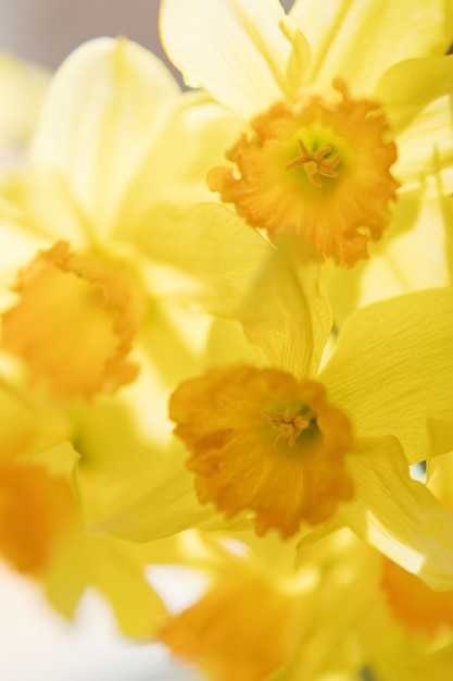 写真 水仙の花束をクローズ アップ