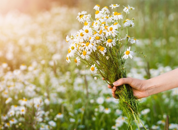 写真 カモミール畑の背景に手に花束を束ねている