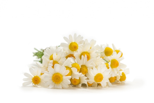 白で隔離されるヒナギクの花束。