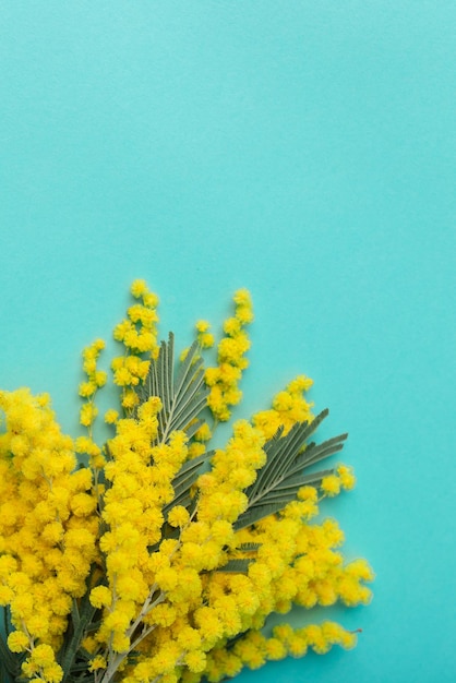 Фото Букет цветов мимозы на синем фоне место для текста открытка к женскому дню 8 марта
