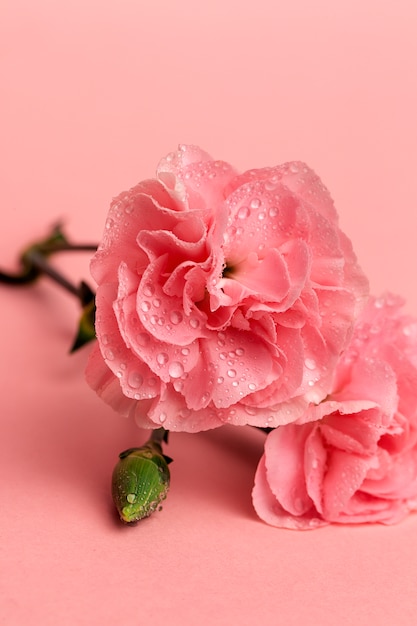 사진 핑크 카네이션 꽃의 꽃다발