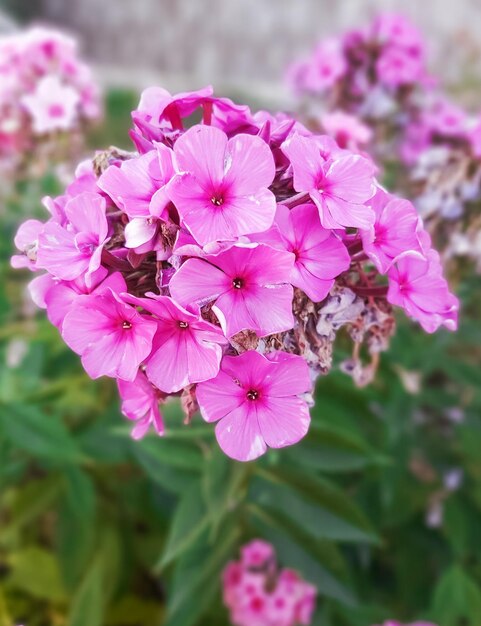 写真 緑の草の背景にピンクのフロックスの花束