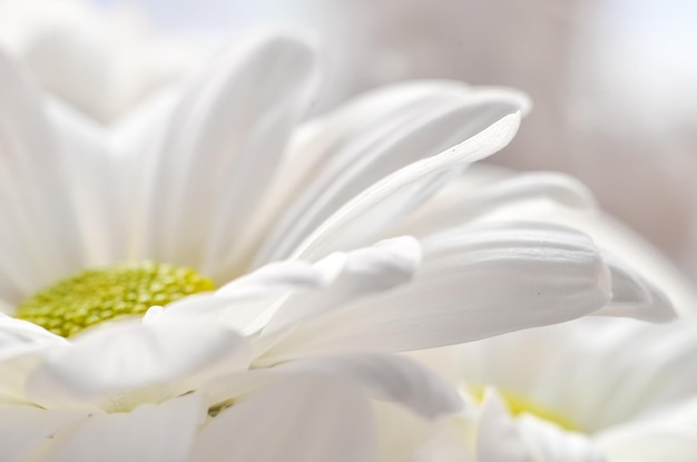 写真 白い菊のクローズ アップの花束 菊の白い花びら ガーデニング