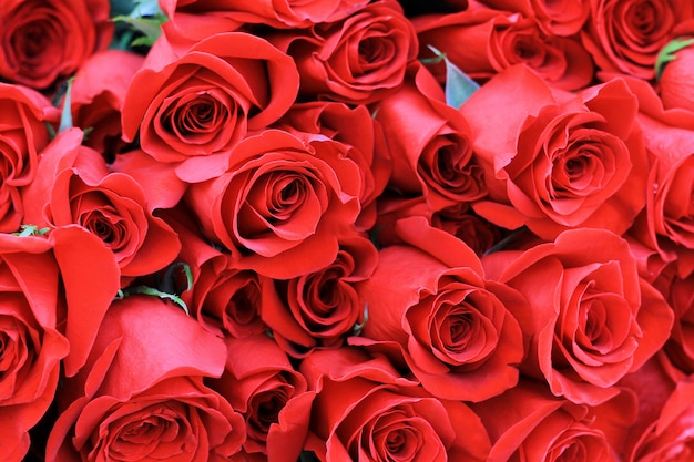 100の赤いバラの花束。