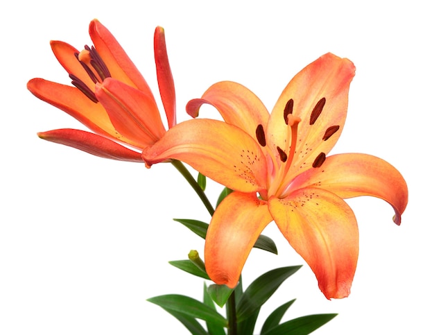 bouquet of orange lilies isolated on white background flowers floral composition