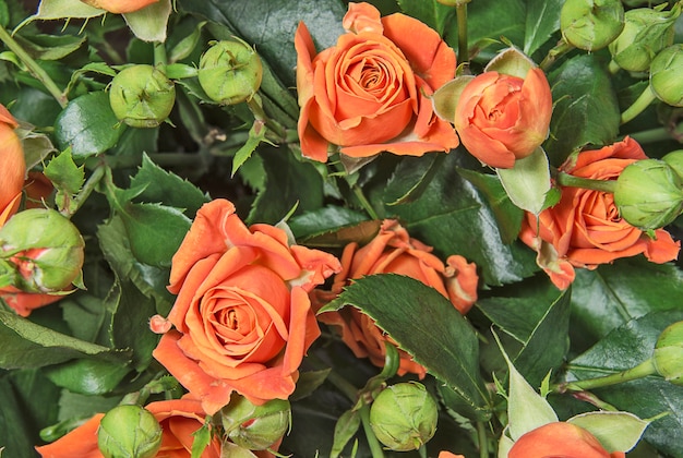 Bouquet of orange rose on a green leaves background