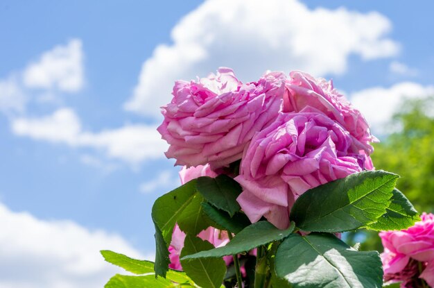 A bouquet of outdoor roses against a blue sky Flowers on a background of blue sky
