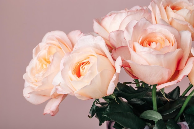 Букет бледно-розовых пионовидных роз на розовом фоне