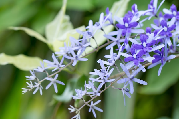 포도 나무에 Petrea 꽃의 꽃다발