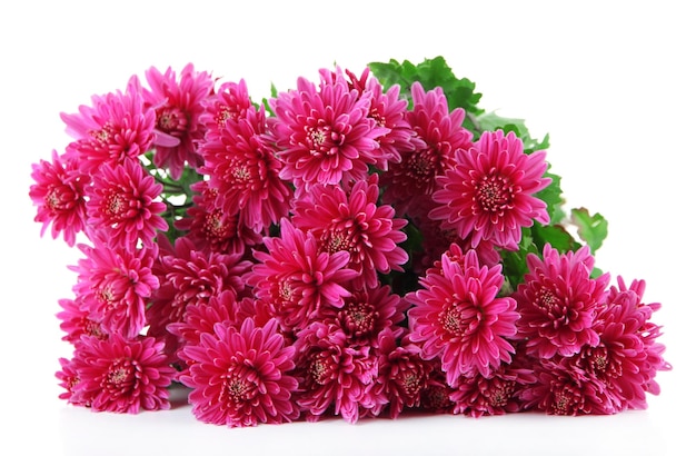 Bouquet of pink autumn chrysanthemum isolated on white