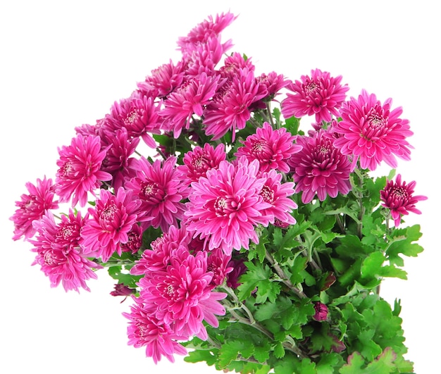 Bouquet of pink autumn chrysanthemum isolated on white