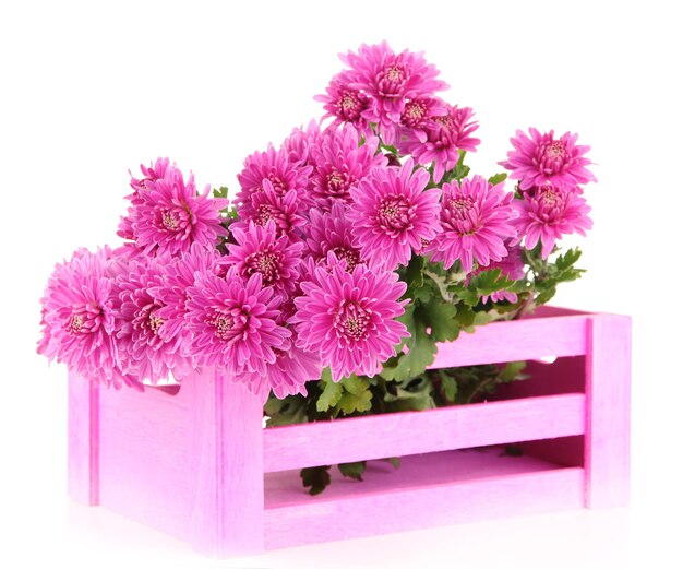 Bouquet of pink autumn chrysanthemum in pink wooden crate isolated on white