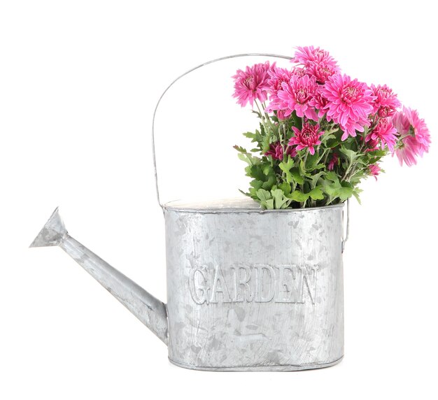 Bouquet of pink autumn chrysanthemum in watering can isolated on white