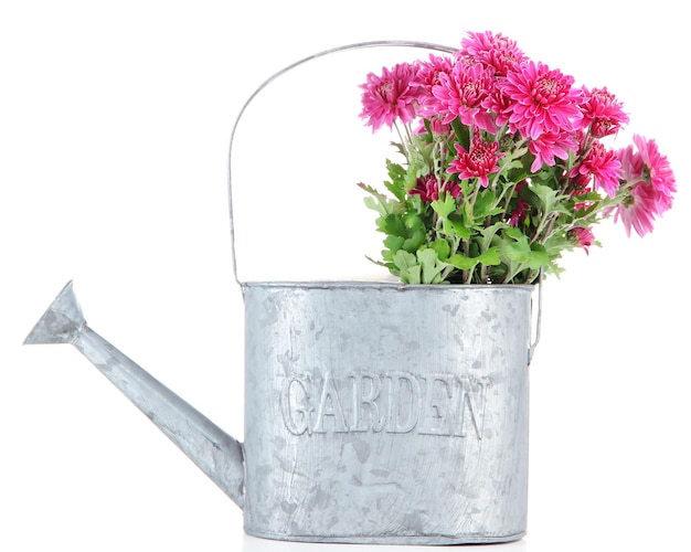 Bouquet of pink autumn chrysanthemum in watering can isolated on white