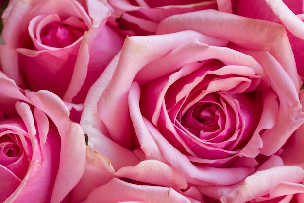 Bouquet of pink blooming  roses close up